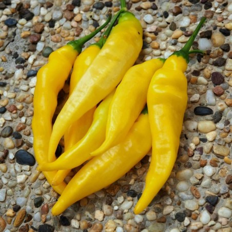 Semillas de pimiento Aji Pineapple