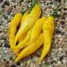 Sementes de pimenta Aji Pineapple