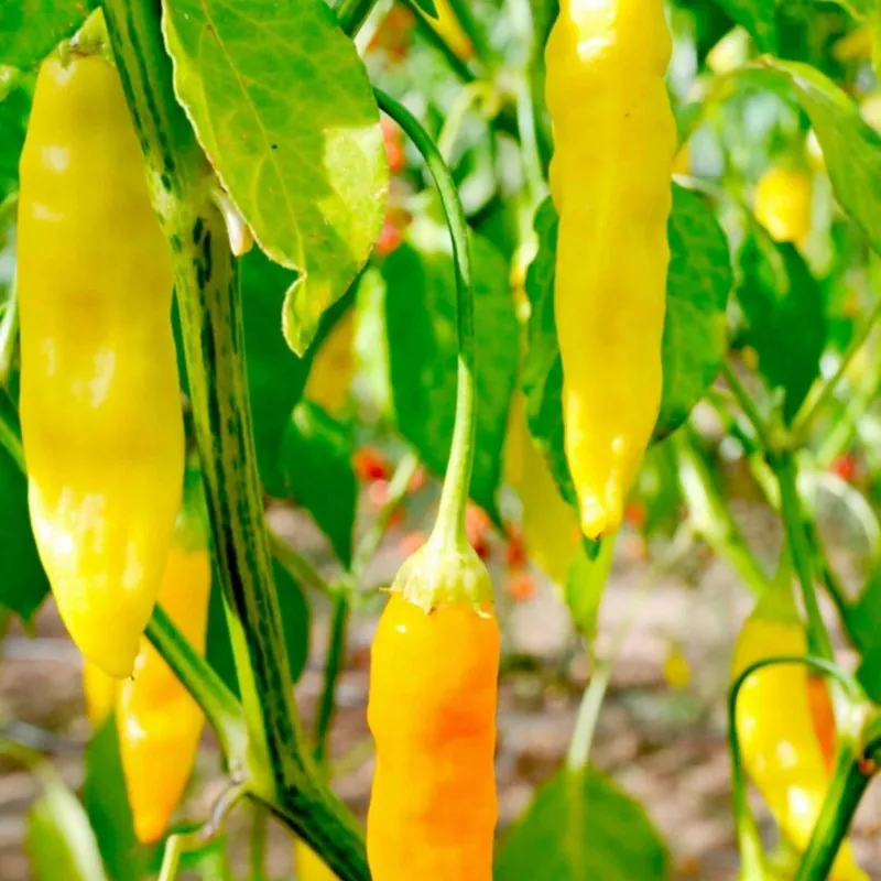 Sementes de pimenta Aji Pineapple