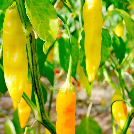 Semillas de pimiento Aji Pineapple