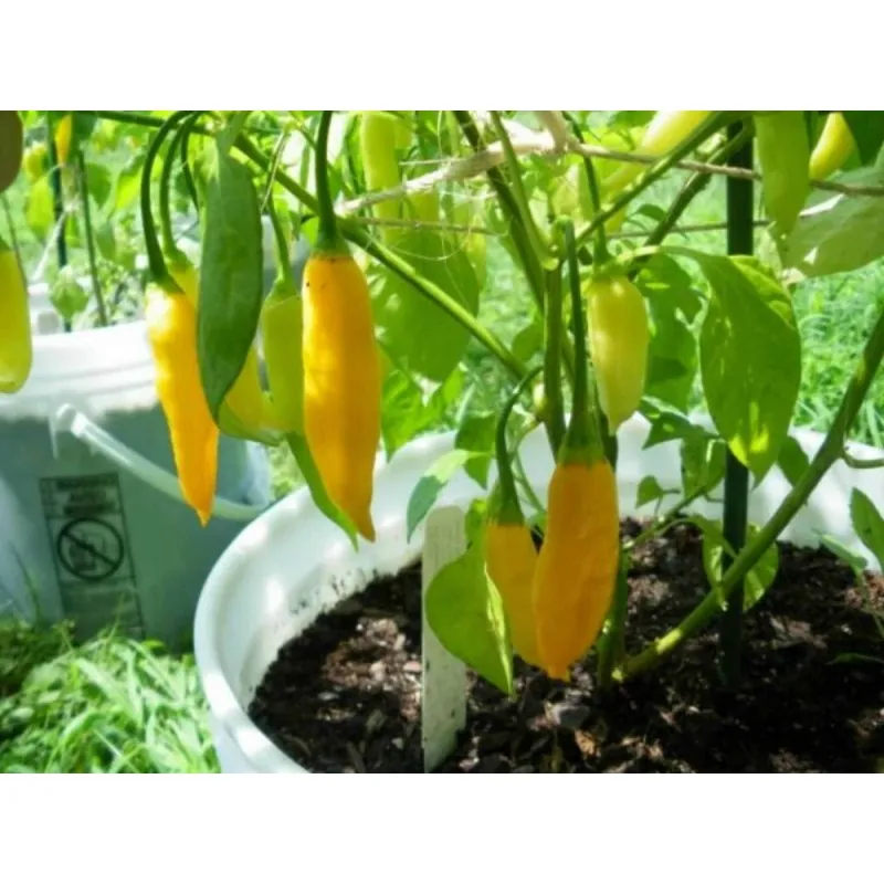 Sementes de pimenta Aji Pineapple