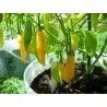 Sementes de pimenta Aji Pineapple