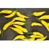 Semillas de pimiento Aji Pineapple