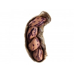 Price: €2.25 - Σπόροι Τίγρη Φιστίκι (Arachis Hypogaea) - Seeds Gallery