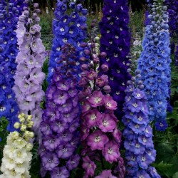 Price: €2.25 - Semillas de Rocket Larkspur - 