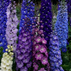 Semillas de Rocket Larkspur