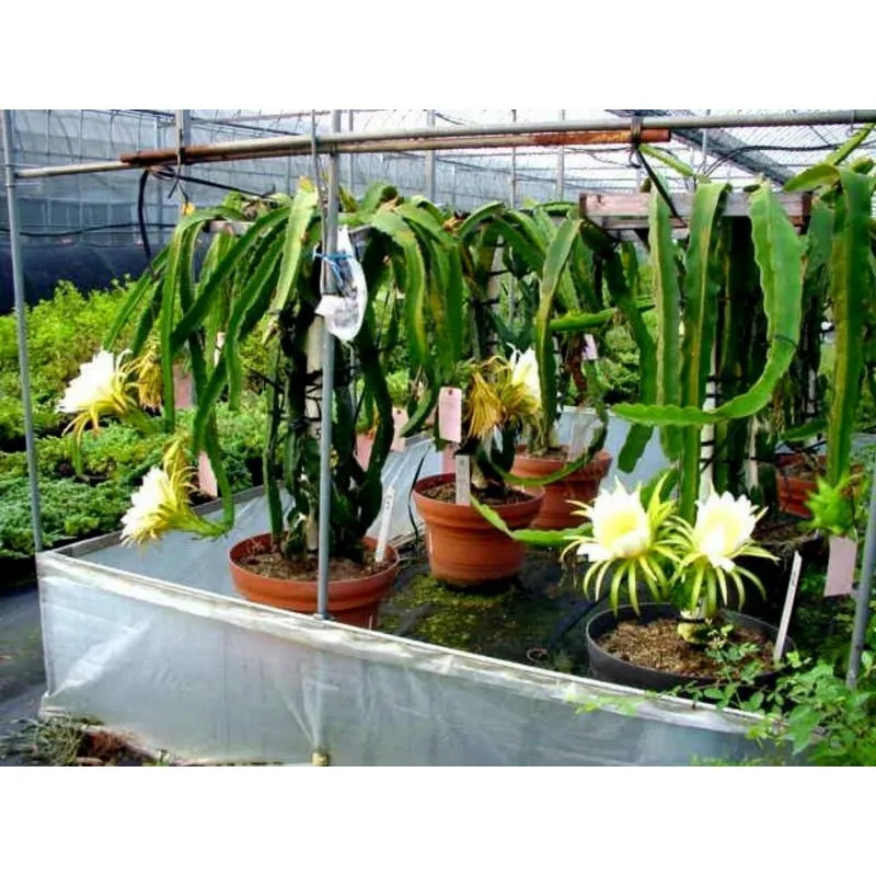 Pitaya Jaune, Graines de Fruit du Dragon Jaune (Selenicereus megalanthus)
