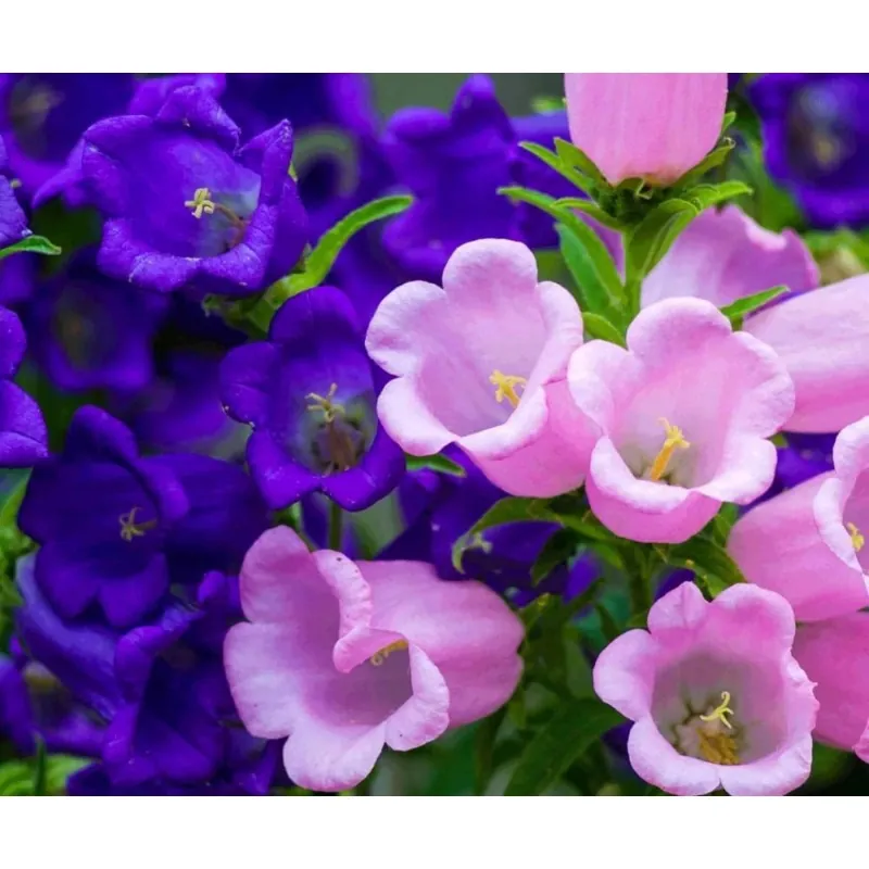 Marien Glockenblume Samen