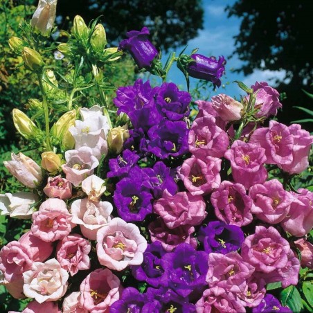 Price: €1.95 - Zvoncici Seme Cveca (Campanula medium) -