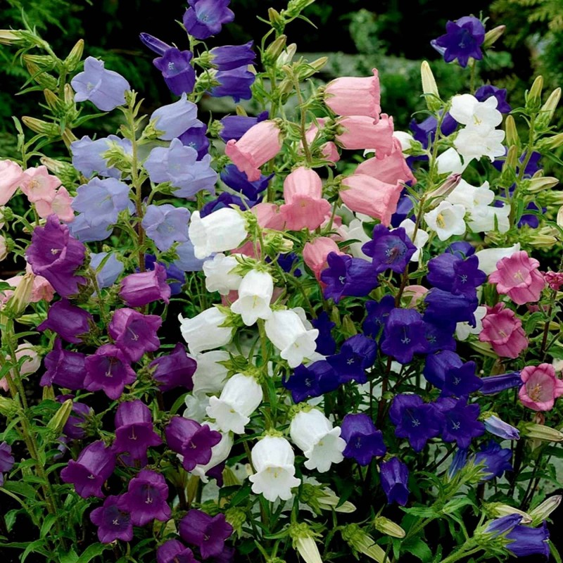 Price: €1.95 - Zvoncici Seme Cveca (Campanula medium) - 