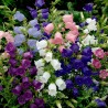 Price: €1.95 - Zvoncici Seme Cveca (Campanula medium) - 