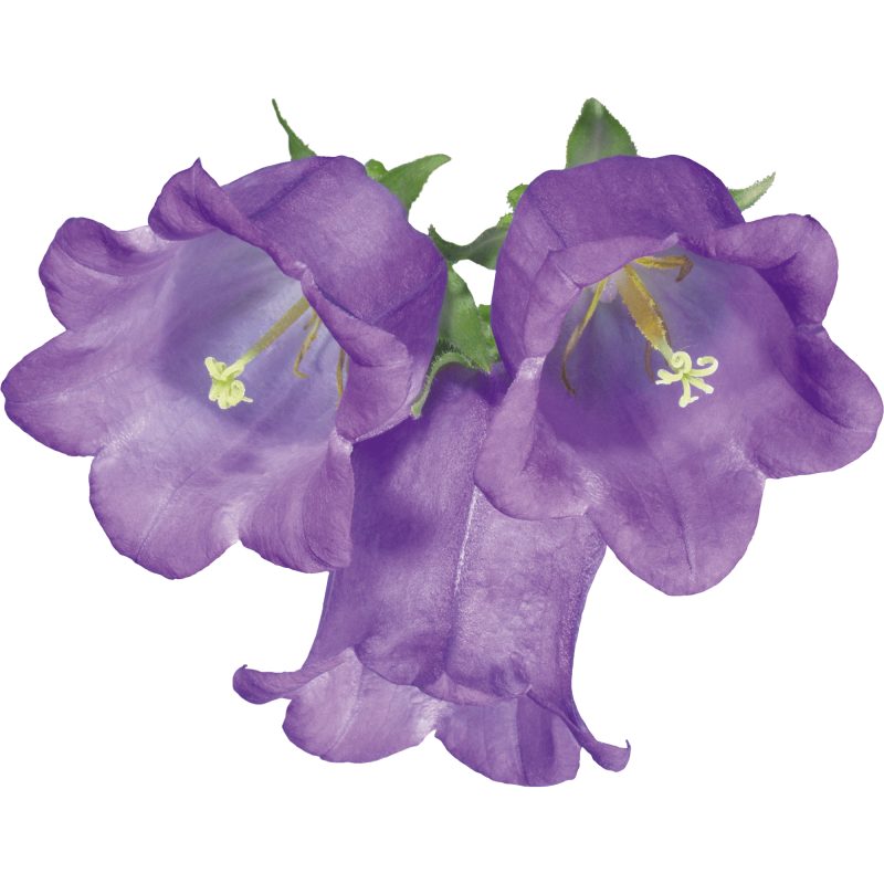 Price: €1.95 - Zvoncici Seme Cveca (Campanula medium) - 