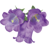 Price: €1.95 - Zvoncici Seme Cveca (Campanula medium) - 