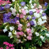 Price: €1.95 - Zvoncici Seme Cveca (Campanula medium) - 