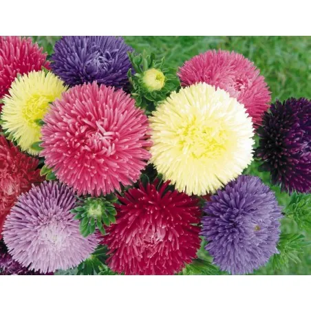 China Aster Seeds