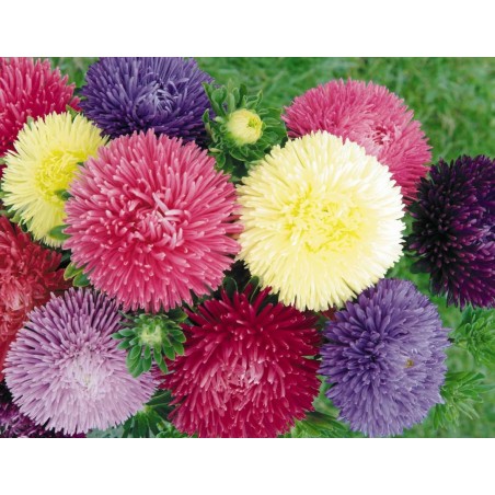 Graines de Aster De Chine | 1,95 €