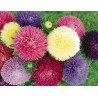 Graines de Aster De Chine | 1,95 €