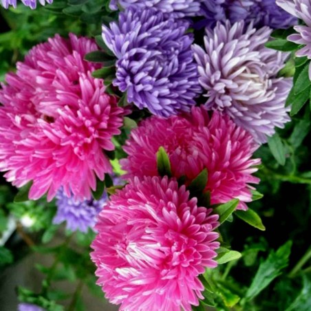 Graines de Aster De Chine | 1,95 €
