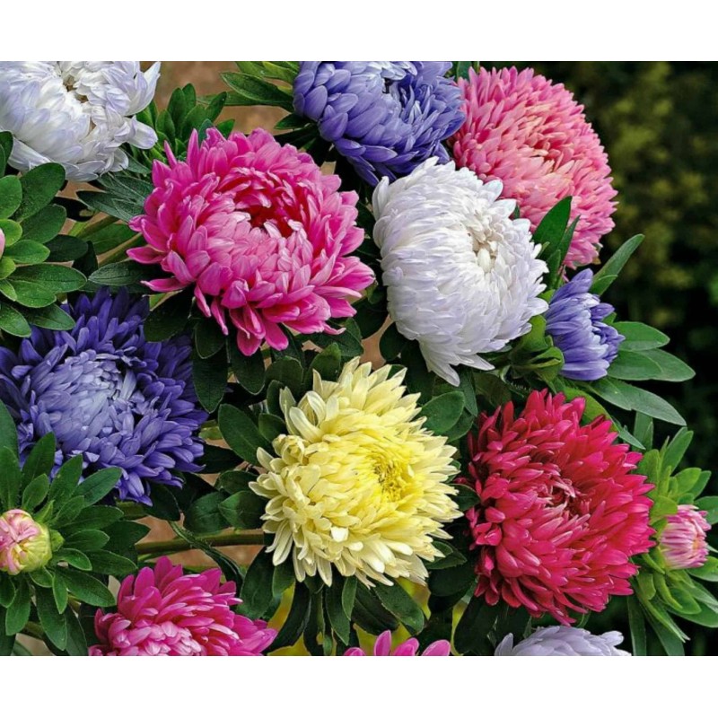 Graines de Aster De Chine | 1,95 €