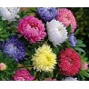 Graines de Aster De Chine | 1,95 €