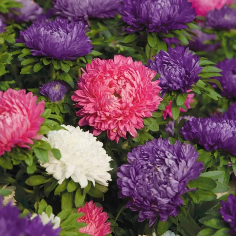 China Aster Seeds