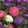 China Aster Seeds