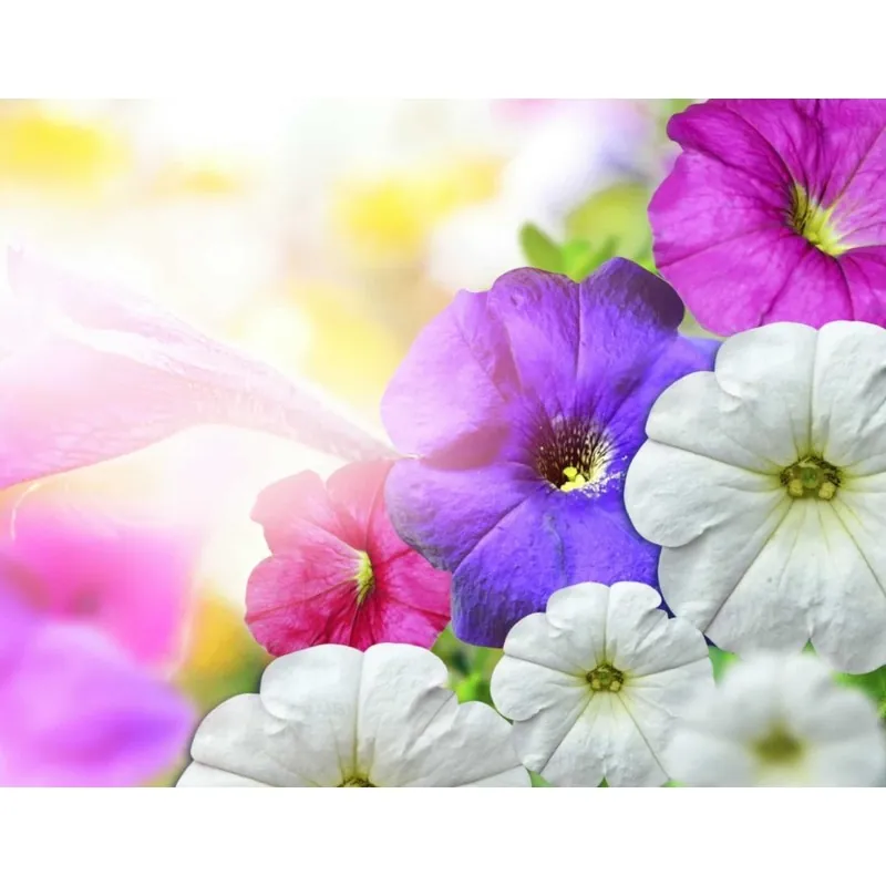 Dwarf Morning Glory Flower Seeds