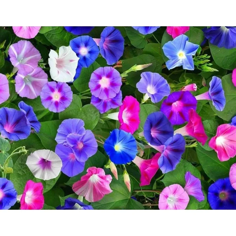 Blåvinda Mix  Blomfrön