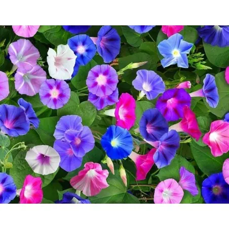 Dwarf Morning Glory Flower Seeds