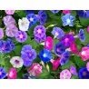 Dwarf Morning Glory Flower Seeds