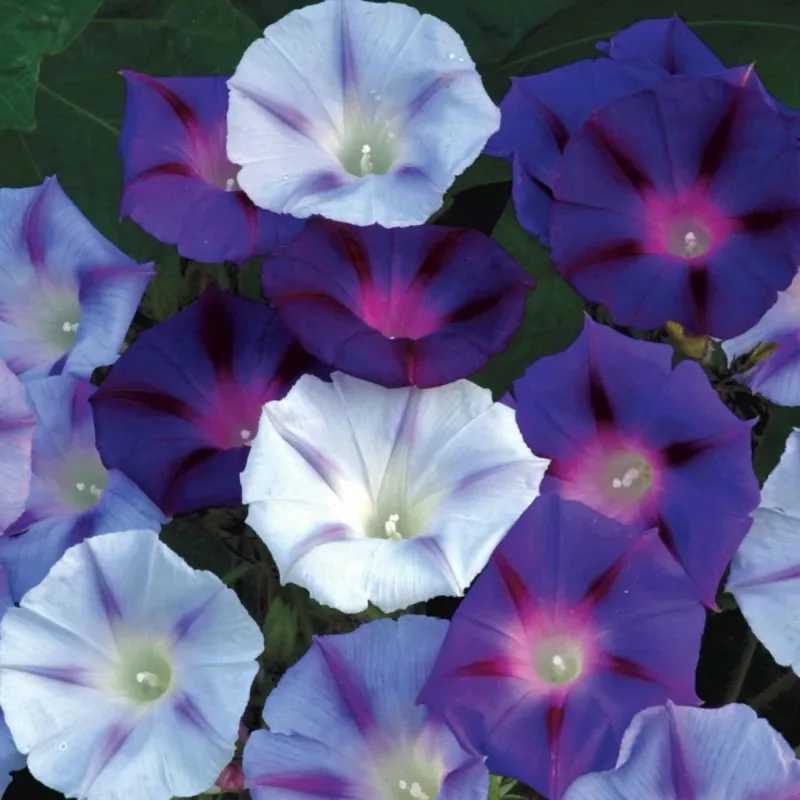 Dwarf Morning Glory Flower Seeds