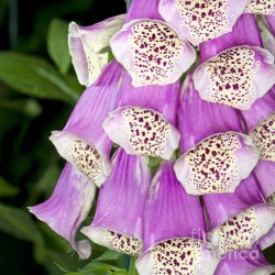 Semillas de Foxglove Mix