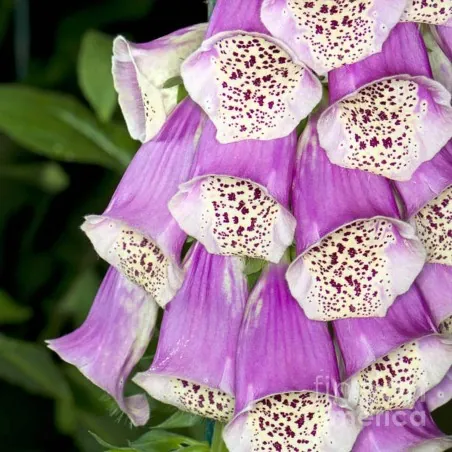 Foxglove Excelsior mix Seeds