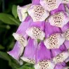 Foxglove Excelsior mix Seeds