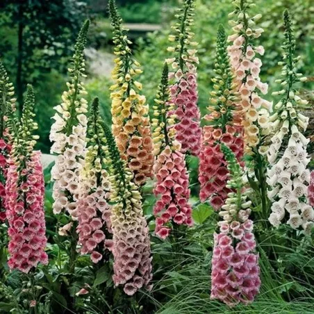 Foxglove Excelsior mix Seeds