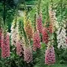 Foxglove Excelsior mix Seeds