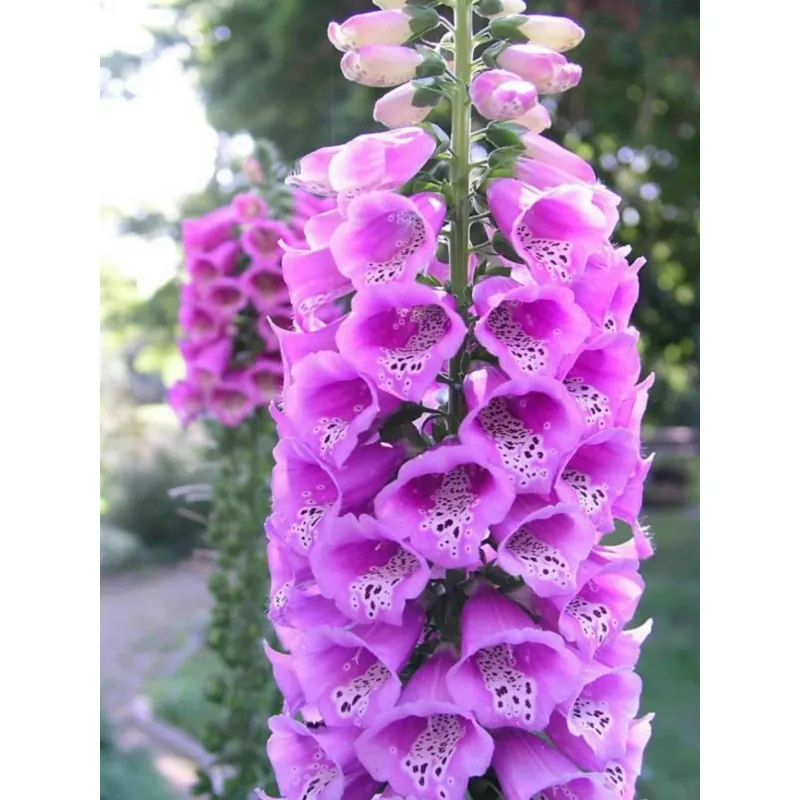 Foxglove Excelsior mix Seeds