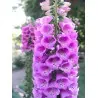 Foxglove Excelsior mix Seeds