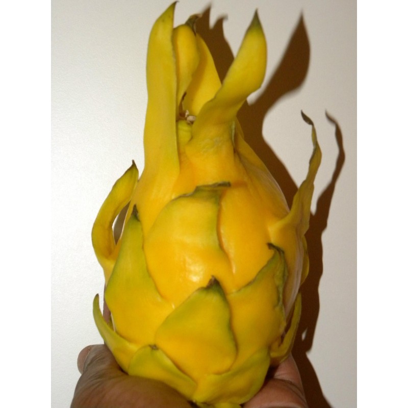 Pitaya Gialla, Semi di Frutto del Drago Giallo (Selenicereus megalanthus)