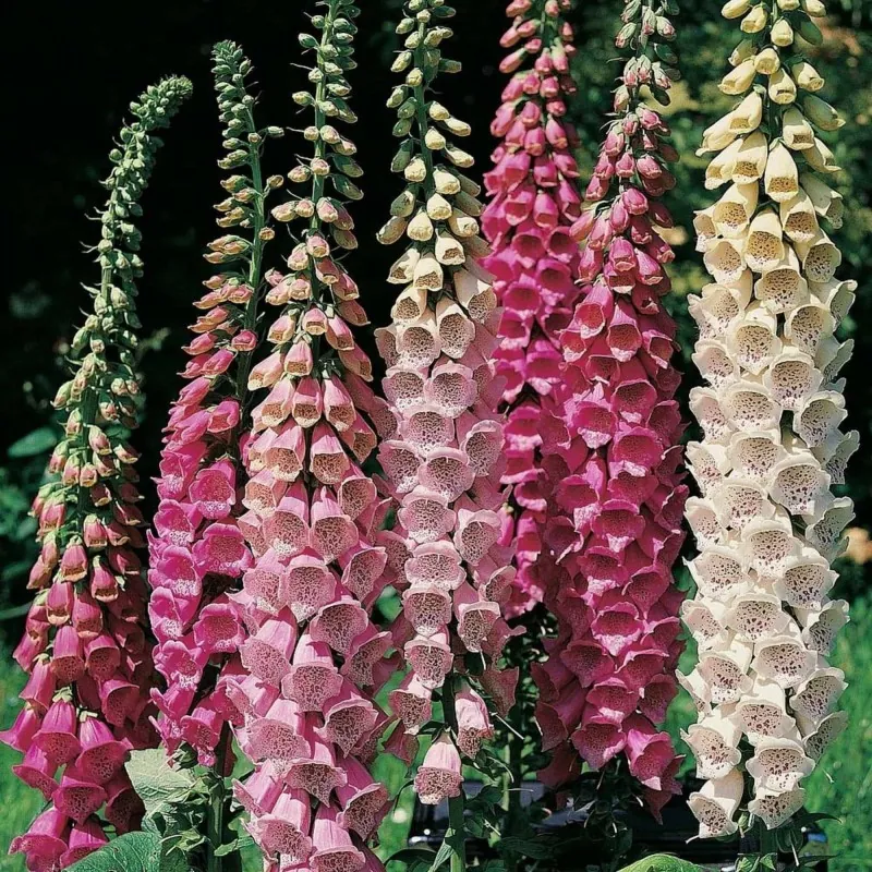 Foxglove Excelsior mix Seeds