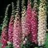 Foxglove Excelsior mix Seeds