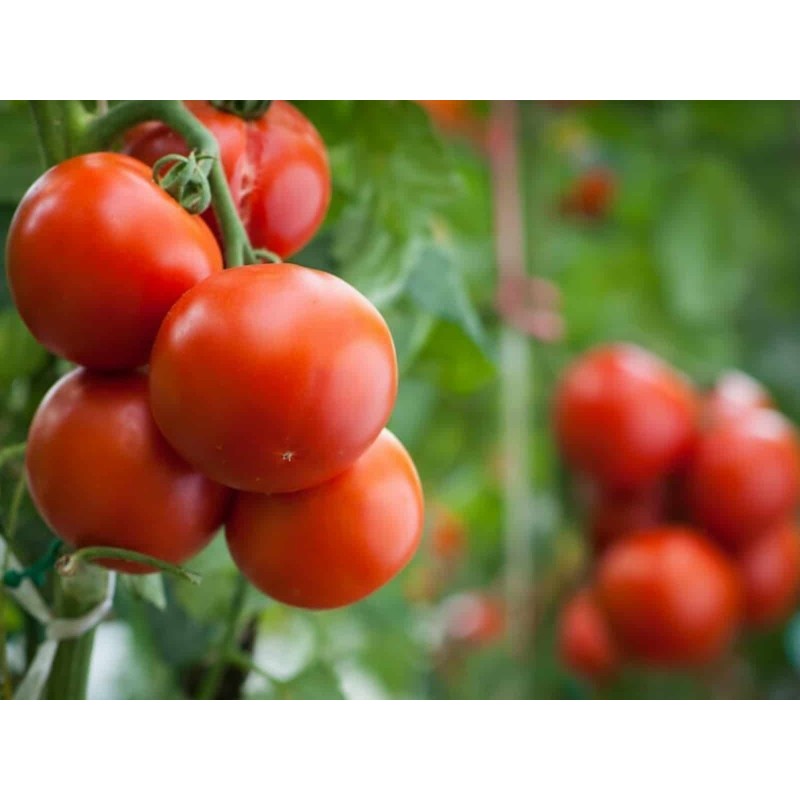 5000 Tomaten Samen Novosadski Jabucar