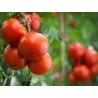 5000 Semillas de Tomate Novosadski Jabucar