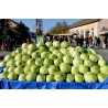 Price: €9.95 - 4000 semi di Cavolo Futog - 