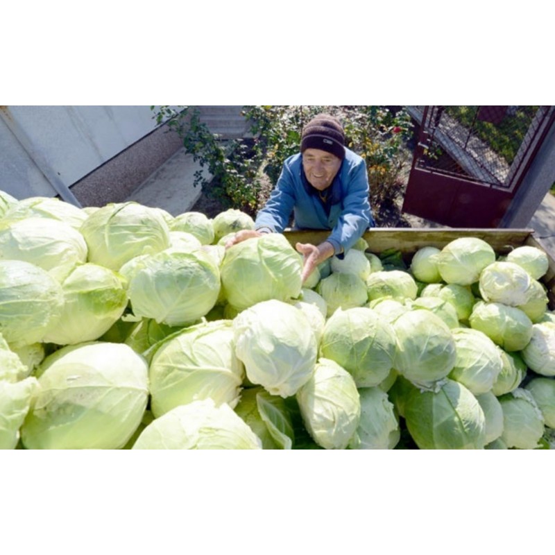 Price: €9.95 - 4000 frön Futog Kål - 