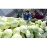 Price: €9.95 - 4000 Sementes de Repolho Futog - 