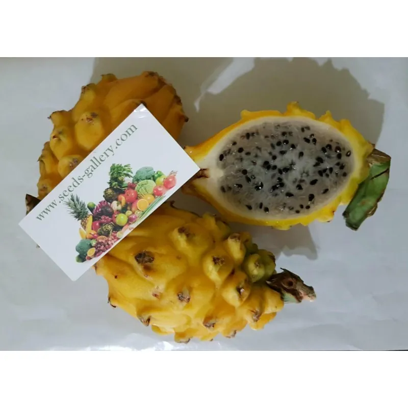 Pitaya Jaune, Graines de Fruit du Dragon Jaune (Selenicereus megalanthus)