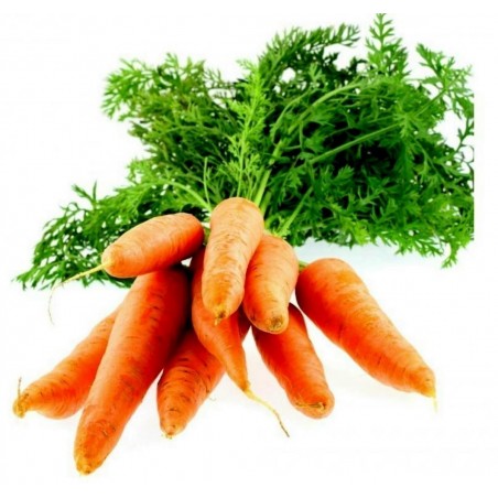 Price: €9 - Carrot Nantes 11000 seeds -