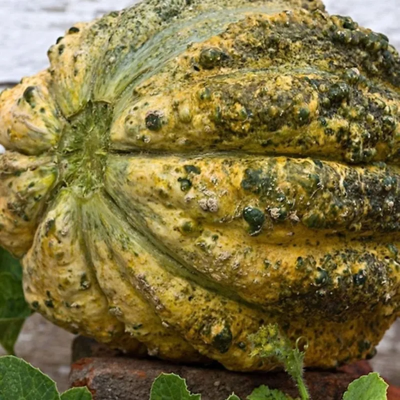 Zatta Melon Seeds