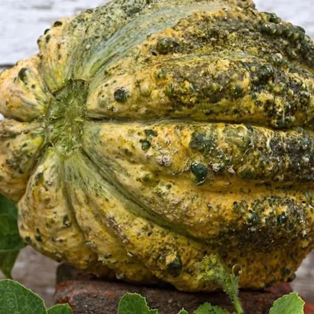 Zatta Melon Seeds